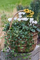 Step-by-Step planting autumn baskets: Six weeks later, autumn basket planted with white Cyclamen persicum 'Miracle Mixed', golden coneflowers - Echinacea 'Sunseekers Mellow', trailing periwinkle and oregano.
