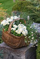 Step-by-Step planting autumn baskets: six weeks later, wicker shopping basket planted with tiarella, Stipa tenuissima, fleabane - Erigeron karvansianus and dwarf Chrysanthemum Prelude White, 'pot mums'.