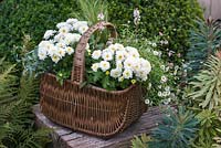 Step-by-Step planting autumn baskets: six weeks later, wicker shopping basket planted with tiarella, Stipa tenuissima, fleabane - Erigeron karvansianus and dwarf Chrysanthemum Prelude White, 'pot mums'.