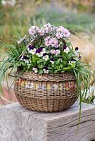 Step-by-Step planting autumn baskets: Six weeks later, round vintage autumn basket, planted with Aster 'Little Pink Beauty', ornamental grasses and Viola 'Blackberry Cream'.