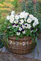 Vintage basket planted for autumn colour with ornamental grasses, Viola 'Blackberry Cream' and Chrysanthemum Prelude White, a dwarf pot mum.