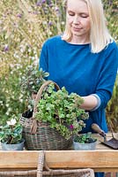 Step-by-Step planting autumn baskets: oval vintage basket is planted with trailing sedum.