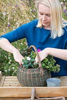 Step-by-Step planting autumn baskets: oval vintage basket is filled up with white autumn cyclamen.