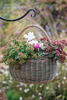 Step-by-Step planting autumn baskets: oval vintage basket planted with Cyclamen persicum Miracle Mixed, Sedum 'Lime Zinger' and Sedum 'Sunsparkler Dazzleberry'.