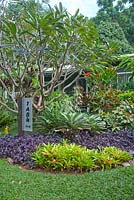 Garden in front of house with sign for Tabu bed and breakfast and a mixed planting of trees and shrubs featuring an underplanting of purple leaved, Hemigraphis colorata and bromeliads, Plumeria obtusa, evergreen frangipani and Alcantareas.