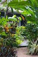 Gravel path leading to timber boardwalk and house surrounded by a thickly planted lush tropical garden featuring a large Heliconia species.