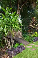 A Dracaena species growing next to a timber bridge that is over a seasonal creek featuring Hemigraphis colorata, waffle plant with purple foliage and a Pandanus tectorius with aerial roots.