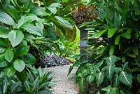 Winding gravel path leading to black timber plinth with a copper pot planted with a black ginger, Zingiber malaysianum, 'Midnight', featuring a green and white striped Alocasia korthalsii.