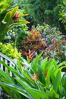 Heliconia psittacorum with yellow flowers and red bracts growing in a garden next to deck and a set of stairs.