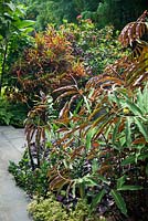 A corner detail of a garden next to a grey concrete paver path featuring Costus vargasii, spiral ginger with glossy green leaves and burgundy undersides.