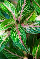 Aglaonema, cultivar from Thailand with pink, green and white variegated foliage.