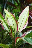Cordyline fruticosa 'John Klass', cultivar with variegated green, cream and red foliage.