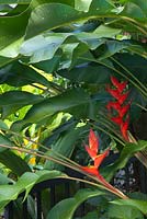 Heliconia, plant with red, green and yellow parrot beak shaped bracts with green flowers.