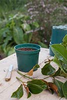 Materials needed for propagating Magnolia with wound cuttings