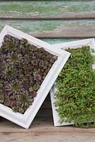 Succulent picture frames with Sedum sexangulare and Sempervivum 'Bronco'