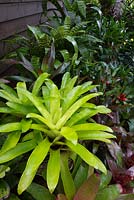 A collection of mixed potted bromeliads featuring a lime green coloured nidularium