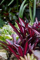 Neoregelia 'Fosperior Perfection' growing in full shade with colourful variegated red strappy foliage.