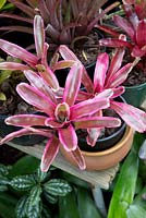 Stoloniferous neoregelia, with colourful pink and brown striped strappy foliage.