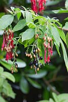 Fuchsia boliviana, Bolivian Fuchsia. Shows ripe and semi ripe edible fruit.