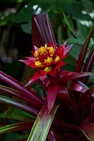 A Guzmania lingulata cultivar, wiith green and burgundy strappy leaves a flower spike with scarlet red bracts and bright yellow flowers growing in dappled light.