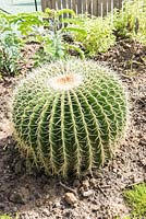 Echinocactus Grusonii-'Barrel cactus' in a garden