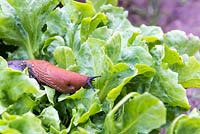 Red slug on a lettuce leaf in a kitchen garden