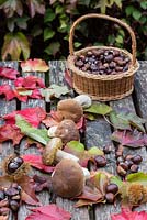 Boletus edulis - Harvest of penny bun mushrooms in autumn