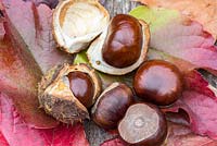 Aesculus - Horse chestnuts in a husk on dead leaves in autumn 
