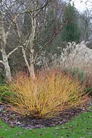 Cornus sanguinea 'Midwinter Fire', Betula 'Ermanii', Buxes Sempervirens, Miscanthus sinensis 'Silberfeder' 