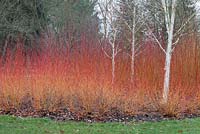 Cornus sanguina 'Winter Beauty', Salix alba vitelina 'Yelverton', Betula Albosinenisis 'Facination' 