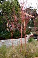 Acer palmatum 'Senkaki' growing through Carex appressa