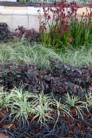 Dark foliaged and variegated plants used as ground covers. Black mondo grass, Loropetalum chinese var. rubrum 'Burgundy' and Ophiopogon 'Stripey white'