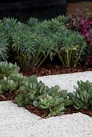 Crassula ovata 'Bluebird' growing between a composite stone paver with a white pebble finish