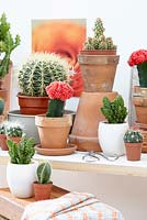 Cactus collection in containers indoors 