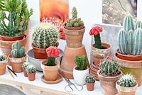 Cactus collection in pots