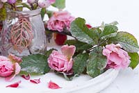 Frosted display of pink Roses on a white tray with a glass jar of Snowberries