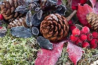Frosted display of Pine cones, Hawthorn berries, Acer leaves and Pittosporum leaves in a wire stand