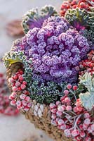 Frosted Ornamental cabbage and Cotoneaster berries in wicker basket