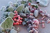 Frosted Pine cones, Ivy and Skimmia berries