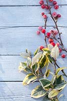Frosted red Crab apples and variegated Elaeagnus leaves on blue wooden surface