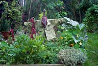 Vegetable beds with scarecrow, herbs and amaranthus