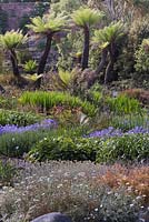 Prehistoric Tree Ferns and flowering perennials in the Walled Garden - July, Logan Botanic Garden, Dumfries and Galloway, Scotland