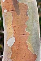 Eucalyptus Rubida