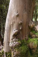 A tree trunk with lumps 
