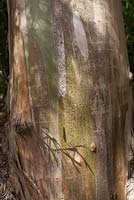 Eucalyptus Glaucescens bark detail 