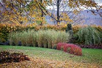 Ornamental grasses border in Autumnal colours