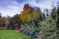 Autumn colour in mixed border of large mature trees and shrubs. 