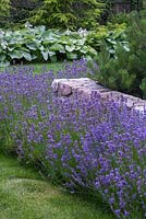 Lavender in a summer border
