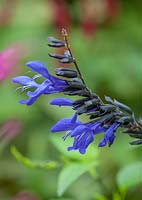 Salvia 'Black and Blue' 