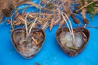 Frozen metal heart moulds containing Larch cones and Fern foliage